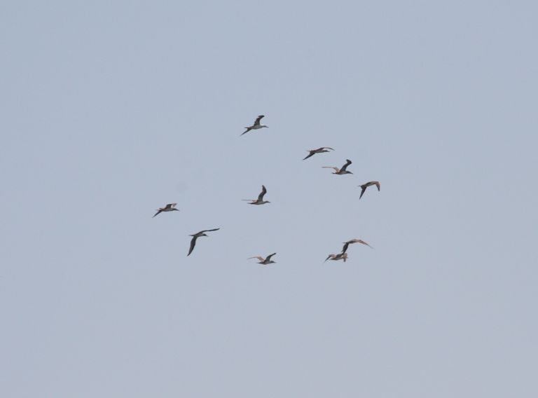 capecod terns.jpg - I believe these are terns.  They were snapped off Billingsgate Island in Wellfleet harbor.